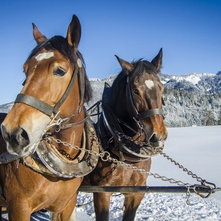 Pferdeschlittenfahrten Bayrischzell, © Florian Liebenstein