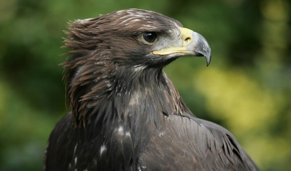 PS_Bayrischzell_Geitau_Steinadler_Erlebnis_Wanderung_Sommer_Tiere.jpg