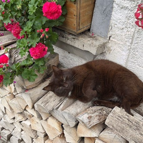 https://images.bs.ds-srv.net/objekt_pics/obj_full_28789_023.jpg, © im-web.de/ Tourist-Information Bayrischzell