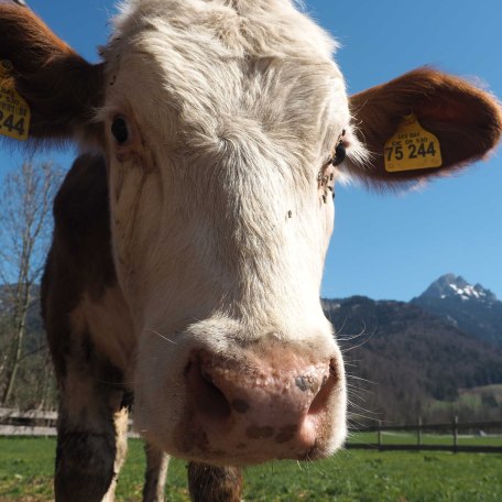 Unsere Kühe, © im-web.de/ Tourist-Information Bayrischzell