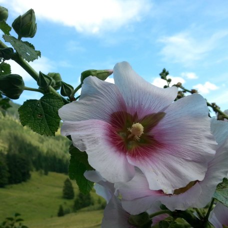 Bauernrose, © im-web.de/ Tourist-Information Bayrischzell