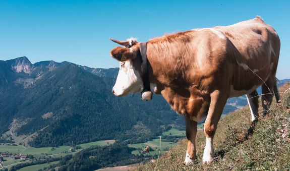 Beim Sixt Willerer EKF