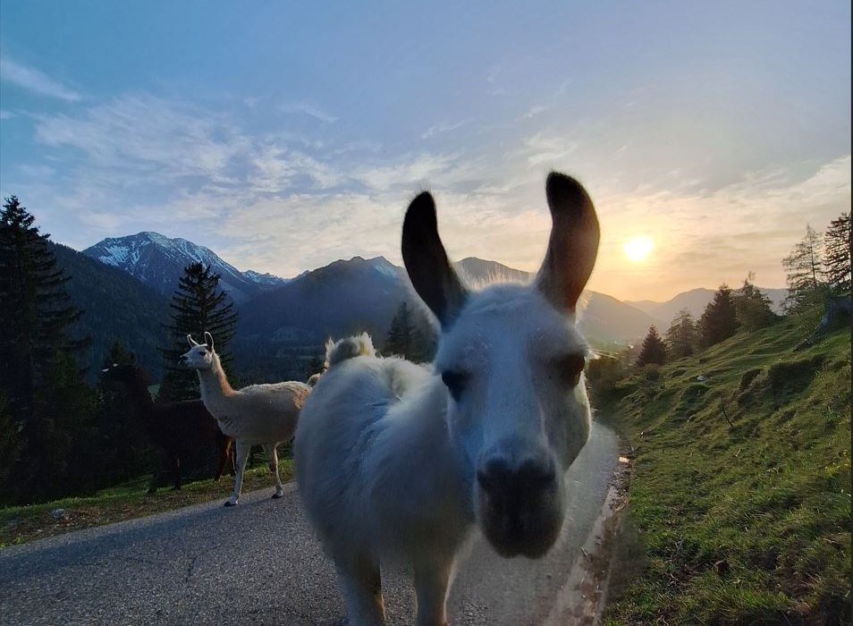 lama-va