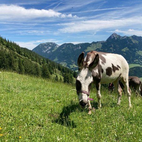 Esel Geitaueralm, © im-web.de/ Tourist-Information Bayrischzell