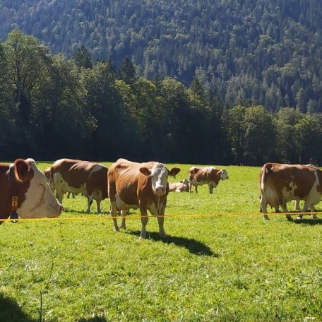 Unsere Kühe auf der Weide, © im-web.de/ Tourist-Information Bayrischzell
