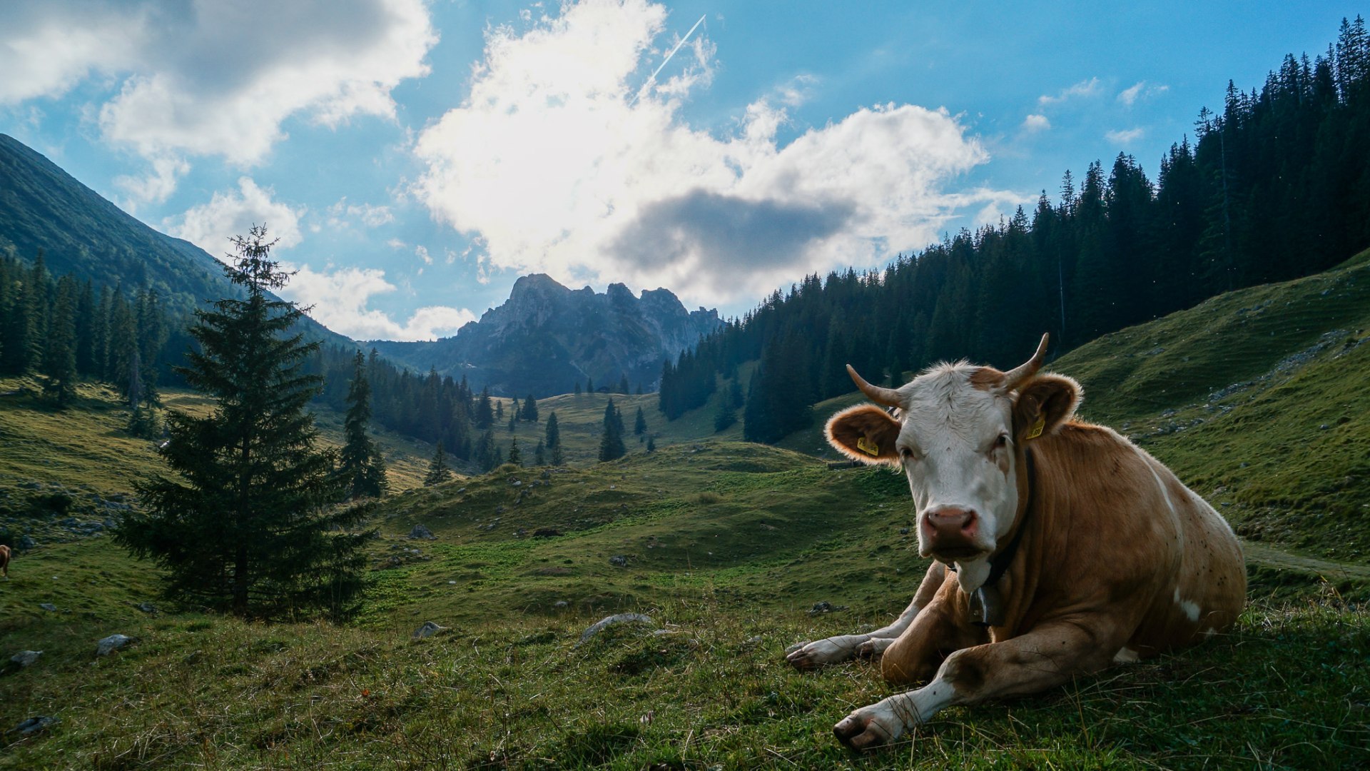 Beim Sixt Willerer EKF