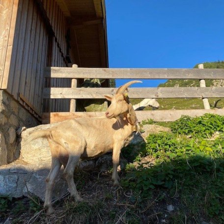 Unser Ziegen auf der Geitaueralm, © im-web.de/ Kur- und Tourist-Info Bayrischzell
