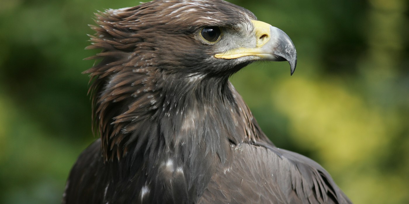 PS_Bayrischzell_Geitau_Steinadler_Erlebnis_Wanderung_Sommer_Tiere.jpg