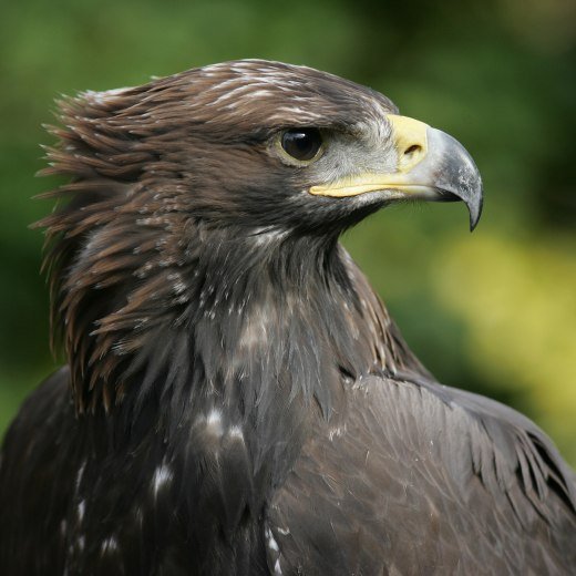 PS_Bayrischzell_Geitau_Steinadler_Erlebnis_Wanderung_Sommer_Tiere.jpg