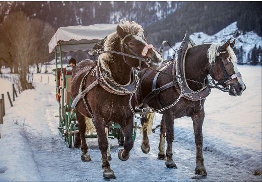 Kutschfahrt Winter