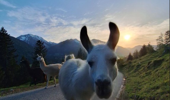lama-va