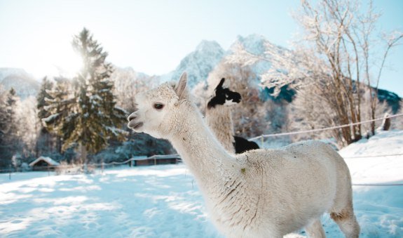 cache_16349658 cache_16349658