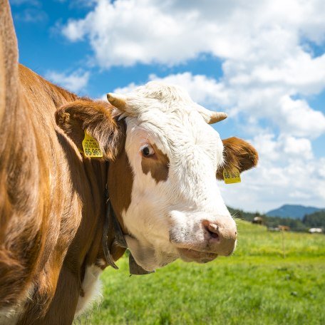 Alm Bayrischzell, &copy; Dietmar Denger