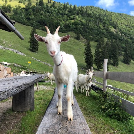 Geitaueralm, © im-web.de/ Tourist-Information Bayrischzell
