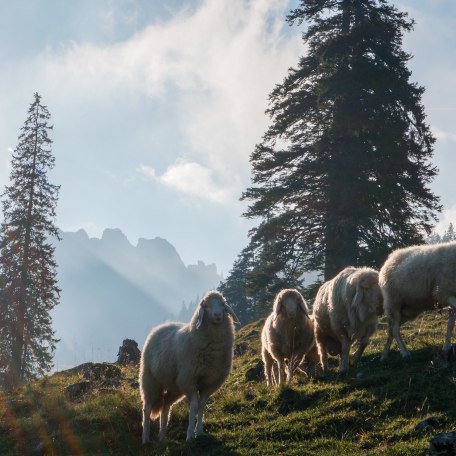 Beim Sixt Willerer EKF